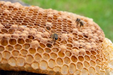 Tatlı bal ile petek üzerinde çalışma arı görünümü kapatın. Arı kovanı vintage ahşap arka plan üzerinde tatlı bal ile gelen sarı petek parçası. Güzel sarı petek arı bal toplanan