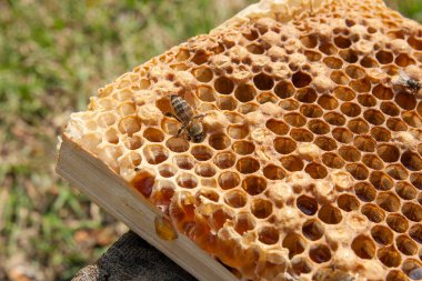Tatlı bal ile petek üzerinde çalışma arı görünümü kapatın. Arı kovanı vintage ahşap arka plan üzerinde tatlı bal ile gelen sarı petek parçası. Güzel sarı petek arı bal toplanan