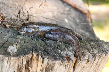Tatlı su bullhead balık veya yuvarlak kaya balığı Neogobius melanostomus ve yeni denizden çekilen Neogobius fluviatilis pallasi olarak bilinen balık. İki ham bullhead balık kaya balığı balık doğal vintage ahşap adam aradı.