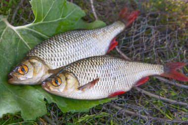 İki tatlı su ortak rudd balık scardinius erythrophthalmus siyah Balık ağı ve ot olarak bilinen görünümünü kapatın. Sadece büyük yaprak yeşil su alınan tatlı su ortak rudd balık.