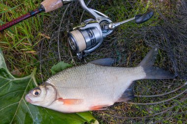 Siyah balık ağı üzerinde beyaz brem balık veya tatlı su gümüş çipura görünümü kapatın. Sadece su ve olta ile reel doğal zemin üzerine alınan tatlı su gümüş çipura balık.