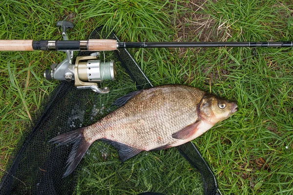 Just taken from the water freshwater common bream known as bronze bream or carp bream (Abramis brama) and fishing rod with reel on natural background. Natural composition of fish, fishing net and fishing rod with reel on green grass