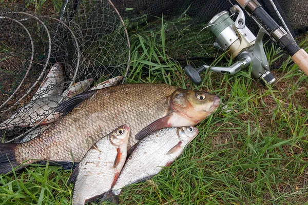 Pile Just Taken Water Big Freshwater Common Bream Known Bronze — Stock Photo, Image