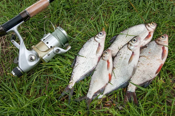 Just taken from the water freshwater fish white bream or silver fish known as blicca bjoerkna and white-eye bream species of the family Cyprinidae on green grass. Catching freshwater fish and fishing rod with reel on green grass