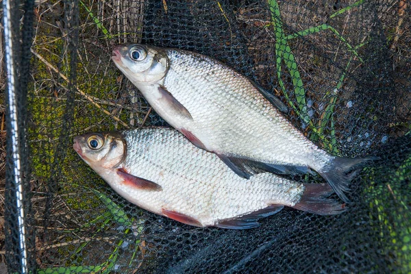Sadece su temiz su beyaz çipura veya gümüş balık blicca bjoerkna ve white-eye çipura bilinen türler yeşil çimenlerin üzerinde Sazangiller ailesinden alınan. Tatlı su balık, siyah Balık ağı ve Olta Makarası ile yeşil çimenlerin üzerinde yakalamak
