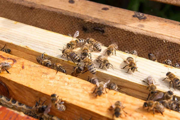 Nahaufnahme Des Geöffneten Bienenkörpers Der Die Von Honigbienen Bevölkerten Rahmen — Stockfoto