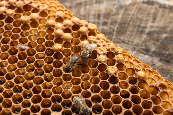 Zblízka Pohled Pracovní Bee Honeycomb Sladkým Medem Kus Žluté Voštinový — Stock fotografie