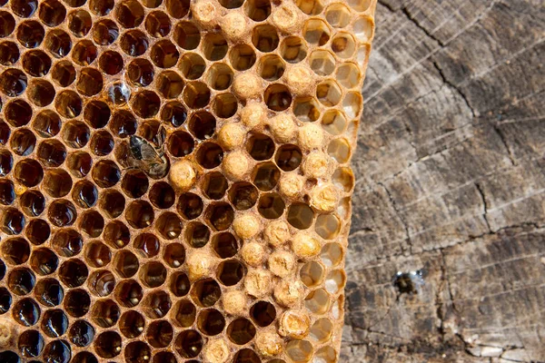 甘い蜂蜜とハニカムで 働き蜂のビューを閉じます ヴィンテージの木製の背景の上に甘い蜂蜜と蜂の巣から黄色のハニカムの作品 美しい黄色い蜂の巣蜂蜜を収集 — ストック写真