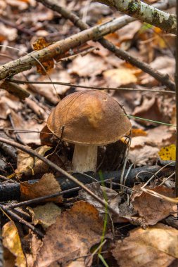 Sonbahar ormana düşen yapraklar ve otların arasında büyüyen yenilebilir orman mantar kahverengi kap çörek görünümünü kapat