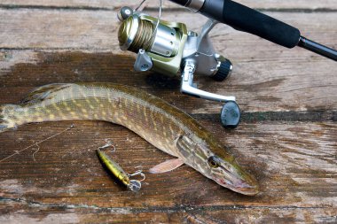 Tatlı su Kuzey pike balık vintage ahşap arka plan üzerinde yalan makara ile Esox Lucius ve olta biliyor. Balık tutma kavramı, iyi av - sadece su, balıkçılık yem ve Olta Makarası ile alınan büyük tatlı su pike balık