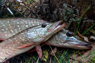 Tatlı su Kuzey pike balık Esox Lucius açılış net yalan olarak biliyor. Balık tutma kavramı, iyi av - sadece su Balıkçılık yakalama ile açılış net üzerinde alınan büyük tatlı su pike balık
