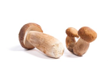 Şaşırtıcı yenilebilir mantar boletus mantarı sonbahar hasat (Kral bolete) izole üzerinde beyaz arka plan porcini mantar olarak bilinen