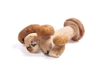 Şaşırtıcı yenilebilir mantar boletus mantarı sonbahar hasat (Kral bolete) izole üzerinde beyaz arka plan porcini mantar olarak bilinen