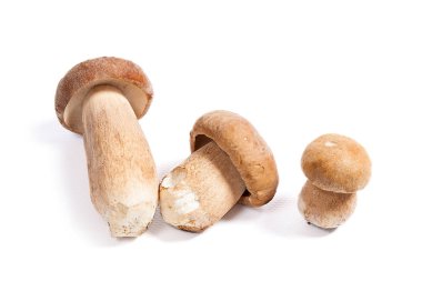 Şaşırtıcı yenilebilir mantar boletus mantarı sonbahar hasat (Kral bolete) izole üzerinde beyaz arka plan porcini mantar olarak bilinen