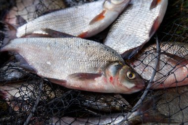 Balık tutma kavramı. Tatlı su beyaz çipura veya gümüş çipura ve bronz çipura veya sazan balığı (Abramis brama) balıkçılık ile açılış net olarak bilinen ortak çipura yakalamak
