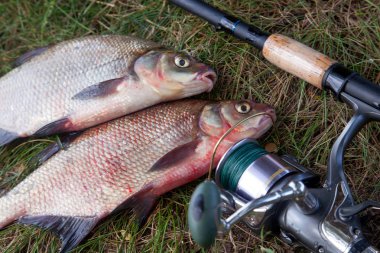 İyi yakaladın. Yeni su büyük tatlı su ortak çipura bronz çipura veya sazan balığı (Abramis brama) ve olta ile doğal zemin üzerine reel olarak bilinen çekilen kadar görünümü kapatın