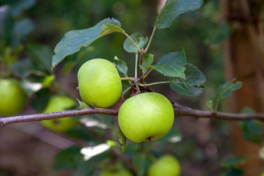 Organik elma dalı, orchard çekilmeye hazır meyve ile ağaç dalı görünümünü kapat