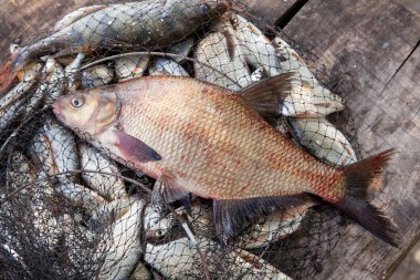 İyi yakaladın. Sadece bronz çipura veya sazan balığı (Abramis brama) açılış net balıkçılık ile içinde vintage ahşap arka plan üzerinde yakalamak olarak bilinen su büyük tatlı su ortak çipura alınan kadar görünümü kapatın