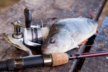 Antika ahşap arka plan üzerinde yalan makara ile tatlı su levrek ve olta görünümünü kapatın. Balık tutma kavramı, kupa - sadece su ve balık tutmak için ekipmanlar vintage ahşap zemin üzerine alınan büyük tatlı su levrek balık balık tutma