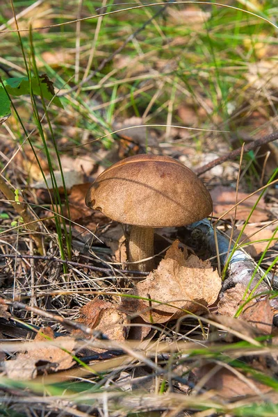 Waldpilz Brauner Steinpilz Wächst Herbstwald Zwischen Abgefallenen Blättern Moos Und — Stockfoto