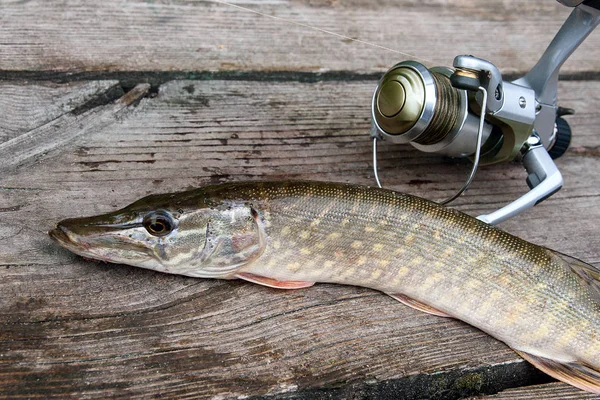 Štika Sladkovodní Ryby Znají Jako Esox Lucius Rybářský Prut Navijákem — Stock fotografie