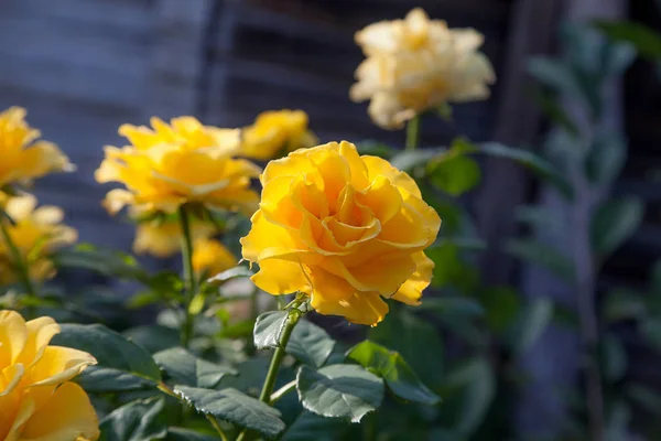 Egy Ragyogó Sárga Virágzó Rózsa Kertben Gyönyörű Sárga Rózsa Bokor — Stock Fotó