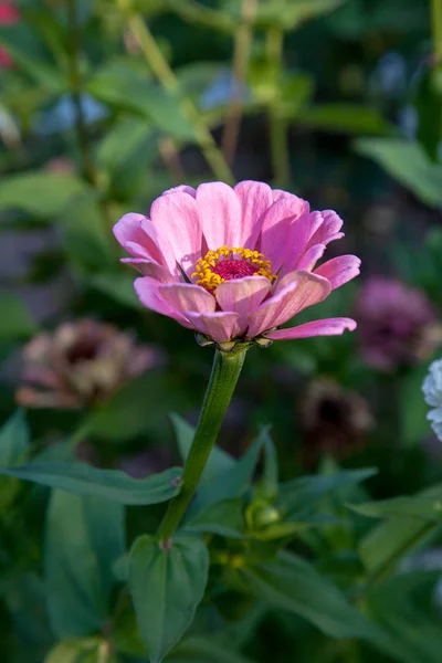 Hermosas Flores Zinnia Sobre Fondo Hoja Verde Vista Cerca Las — Foto de Stock