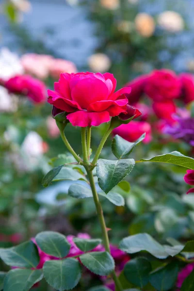 明るい赤の花は庭で上がった美しい赤いバラ花壇の日当たりの良い夏の日に成長 — ストック写真