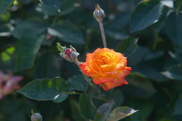 A bright orange blossoming rose in the garden. Beautiful orange rose with rosebuds growing on flower bed at sunny summer day