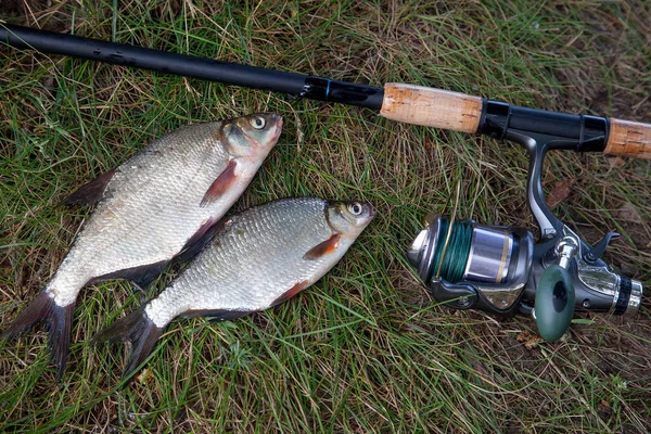 Concept Pêche Poissons Eau Douce Cannes Pêche Avec Des Rouleaux — Photo