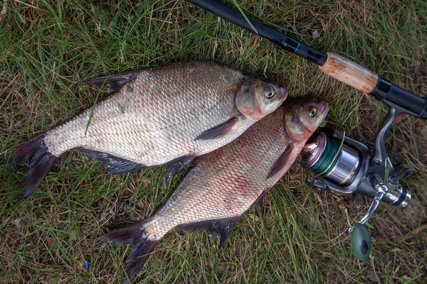 Guter Fang Gerade Aus Dem Wasser Große Süßwasser Brachsen Als — Stockfoto