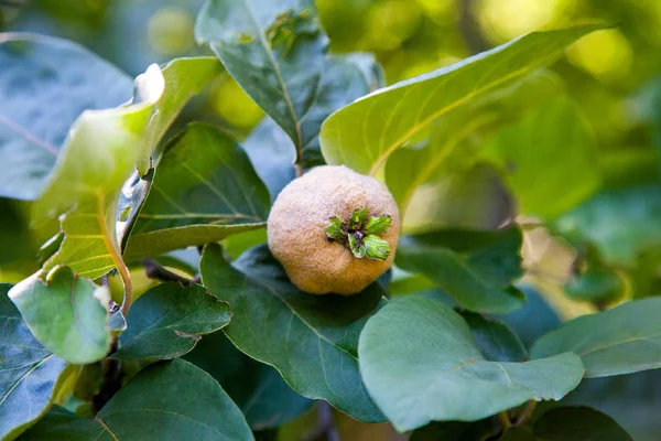 Ekologiczne Jabłka Pigwa Ogrodzie Zbliżenie Pigwa Jabłko Wiszące Gałęzi Drzewa — Zdjęcie stockowe