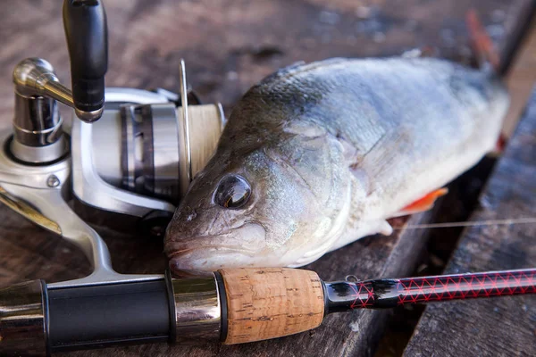 Vista Vicino Pesce Persico Acqua Dolce Canna Pesca Con Mulinello — Foto Stock