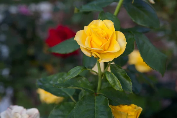 Bright Yellow Blossoming Rose Garden Beautiful Yellow Rose Growing Flower — Stock Photo, Image