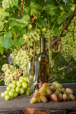 Boş bardak şarap, üzüm demet ve bağ arka plan üzerinde vintage ahşap arka plan üzerinde beyaz şarap. Demet yeşil ve sarı çilek üzüm dalı ile bağ arka plan olarak yapraklarda
