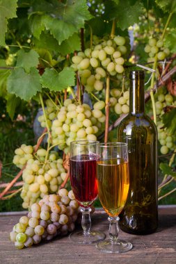 İki bardak kırmızı ve beyaz üzüm şarap demetleri, vintage ahşap arka plan bağ arka plan üzerinde şarap şişesiyle. Demet yeşil ve sarı çilek üzüm dalı ile bağ arka plan olarak yapraklarda