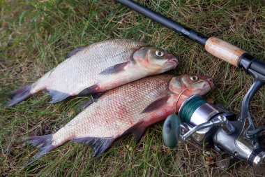 İyi yakaladın. Yeni su büyük tatlı su ortak çipura bronz çipura veya sazan balığı (Abramis brama) ve olta ile doğal zemin üzerine reel olarak bilinen çekilen. Balık ve olta ile reel yeşil çimenlerin üzerinde doğal bileşimi