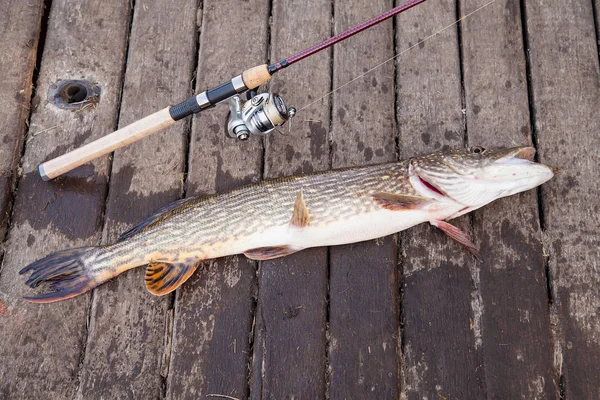 Freshwater Northern pike fish know as Esox Lucius and fishing rod with reel lying on vintage wooden background. Fishing concept, trophy catch - big freshwater pike fish just taken from the water and fishing equipment
