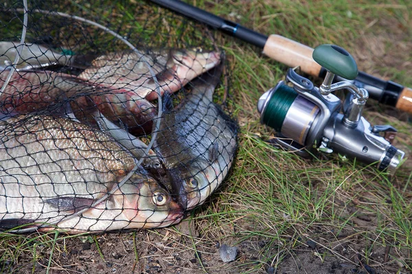 Good Catch Just Taken Water Big Freshwater Common Bream Known — Stock Photo, Image