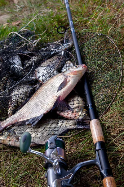 Good Catch Just Taken Water Big Freshwater Common Bream Known — Stock Photo, Image