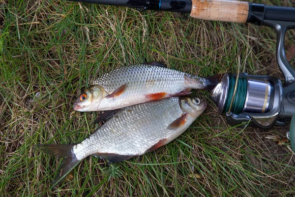 釣りのコンセプトです 淡水魚と緑の草の上リール付きの釣り竿 単一淡水白鯛または銀の鯛 緑の草の魚のローチ — ストック写真