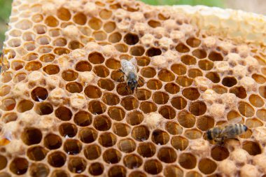 Tatlı bal ile petek üzerinde çalışma arı görünümü kapatın. Arı kovanı vintage ahşap arka plan üzerinde tatlı bal ile gelen sarı petek parçası. Güzel sarı petek arı bal toplanan