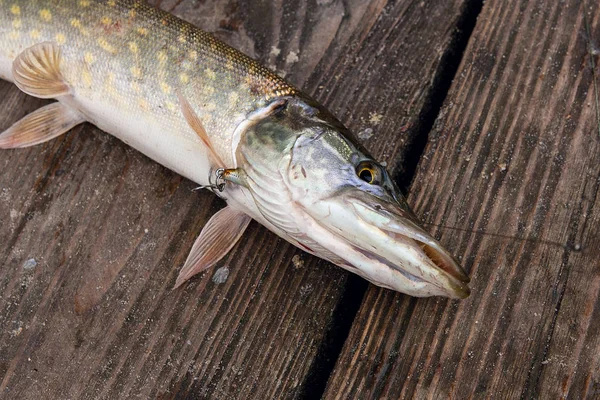 Freshwater Northern Pike Fish Know Esox Lucius Lying Vintage Wooden — Fotografia de Stock