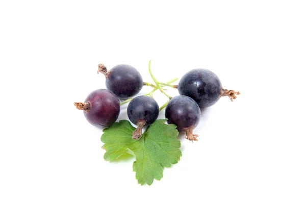 Close View Black Currant Berry Isolated White Background Bunch Black — Stock Photo, Image