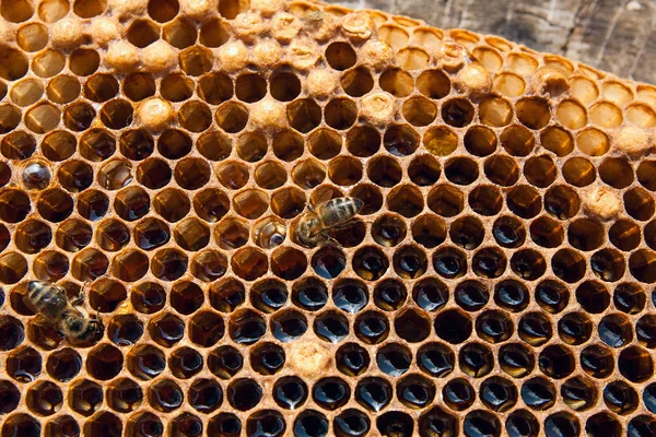 甘い蜂蜜とハニカムで 働き蜂のビューを閉じます ヴィンテージの木製の背景の上に甘い蜂蜜と蜂の巣から黄色のハニカムの作品 美しい黄色い蜂の巣蜂蜜を収集 — ストック写真