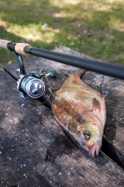 Balık tutma kavramı, kupa catch - yeni su büyük tatlı su ortak çipura bronz çipura veya sazan balığı (Abramis brama) ve olta ile reel vintage ahşap arka plan üzerinde olarak bilinen çekilen