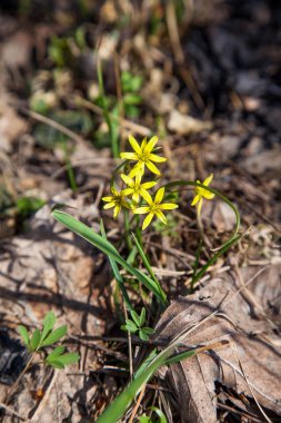 Gagea lutea, sarı bahar ormanda çiçek açan Star-of-Bethlehem. Gagea lutea zambak aile (Melanthiaceae soğanlı otsu bitki cinsidir).