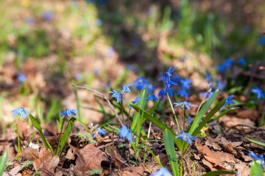 Sibirya squill veya bahar ormanda çiçek açan ahşap squill olarak bilinen scilla siberica görünümünü kapatın. Bahar zamanı, ormandaki küçük mavi çiçek çiçek