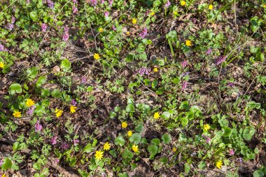 Genel Görünüm çiçekli bitki Corydalis solida ve Marsh bahar ormanda çiçek açan kadife çiçeği (Caltha palustris). Bahar zamanı, ormandaki küçük sarı ve mor kır çiçekleri çiçeği