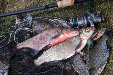 İyi yakaladın. Sadece büyük tatlı su ortak çipura bronz çipura veya sazan balığı (Abramis brama) ve olta ile reel balıkçılık ile açılış net olarak bilinen yakala su alınan